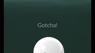 Pokémon GO-Shadow Pidgey