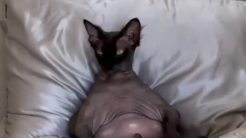 Funny Cat Relaxing