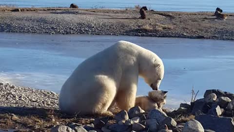 Polar bear petting a dog