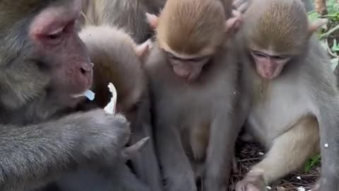 Monkey king eats boiled eggs before the appetite of the baby monkeys