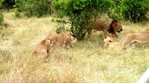 Wildlife: Two Lions Fight to See Who's King!