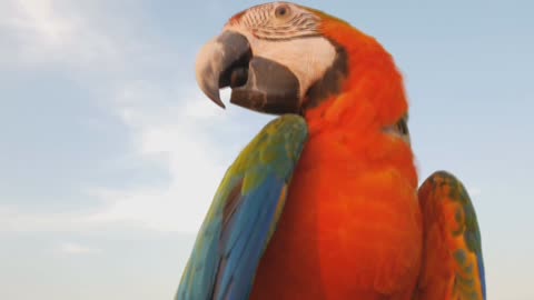 Close Up Of Blue And Gold Macaw Parrot