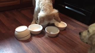 Cachorro de Golden Retriever resuelve este acertijo de "premios" con facilidad