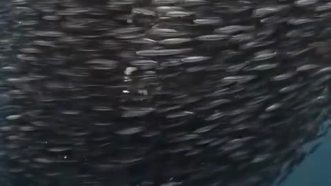 A woman experienced being captured when she came to photograph a school of sardines