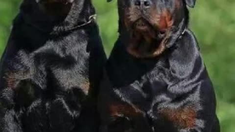Rottweiler: Power, Experience, and Leadership