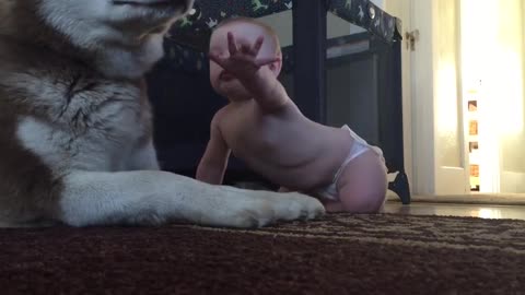 Husky Attempts To Looks Tough For Baby, But Rolls Over In Happiness When Baby Pets Him