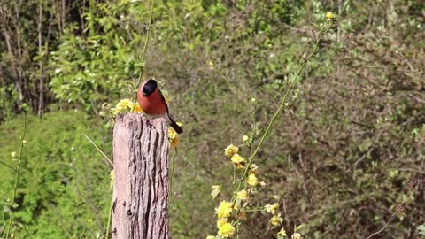 Bullfinch nice Bird