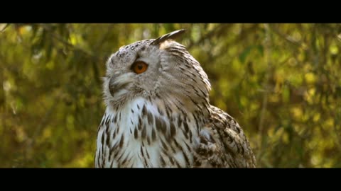 Best mugic, owl, animal, forest, natural