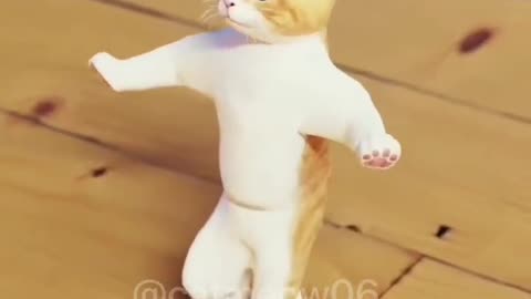 CAT DANCE VERY FUNNY