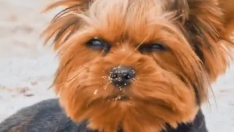📹 5 facts about the breed - Yorkshire Terrier.