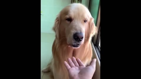 Funny cats and dogs funniest animals funny video of pets❤️🐶