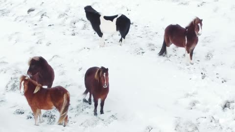 Did you see how beautiful Icelandic horses are?