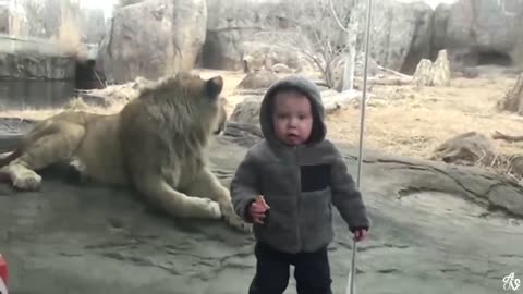 Funny Videos Watch the funniest videos of animals