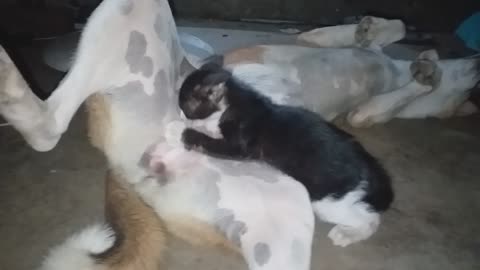 The cat is eating the dog's milk because it does not have a mother.