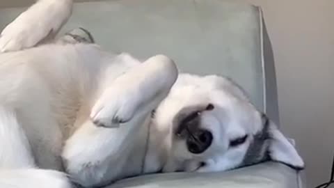 Funny Husky is Not a Morning Doggy