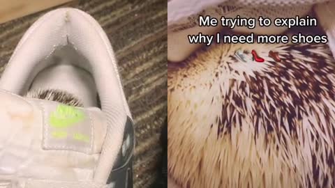 Hedgehog loves living in my shoes