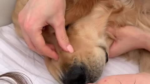 How My Golden Retriever Wakes Me Up...