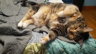 Watch This Adorable Feline Lounge in Relaxation