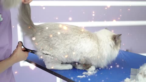 Fantasy White: Exquisite Cat White Beauty Bathing, Bringing Your Pet a Fresh and Luxury Experience