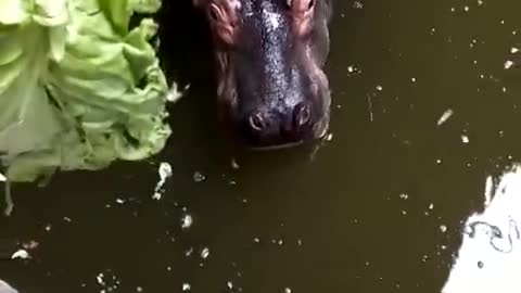 Hippos