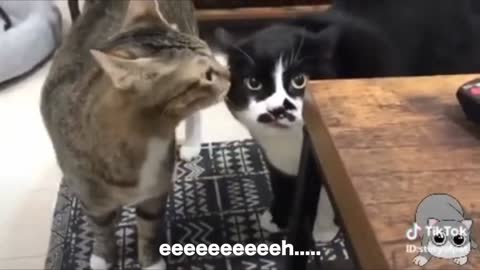 cat got into argument