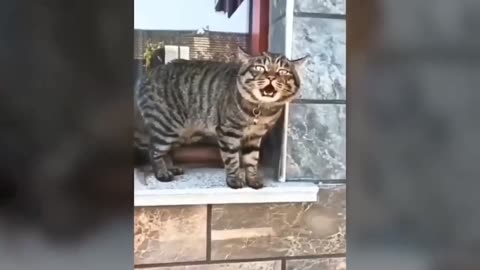 Funniest Cat Video