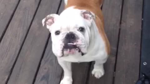 English Bulldog loves playing pinball