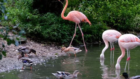 flamingo pink animal birds feeder