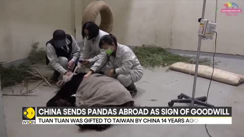 Giant Panda Tuan Tuan, gifted by China to Taiwan, dies