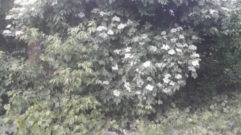 Elderberry has bloomed