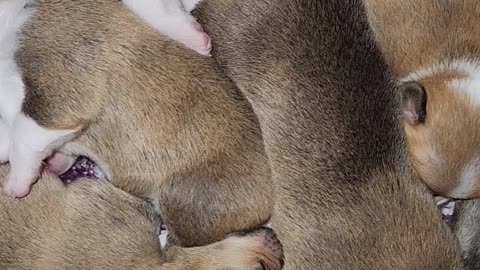 Corgi Newborn Puppies Napping in a Cuddle Puddle