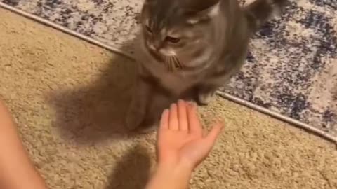 Cat can be trained too