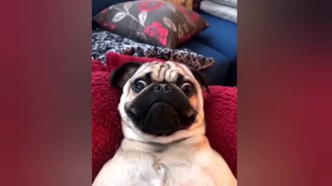 🤣Funny Dog Videos 2021🤣 🐶 It's time to LAUGH with Dog's life, dog reaction