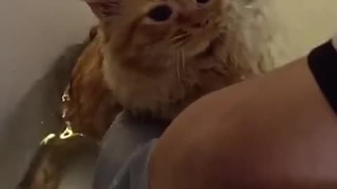 Funny Cat Video 2023 - Orange Cat Bath Time