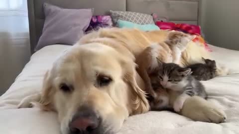 Cute Tiny Kittens and Golden Retriever