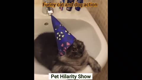 Fun with the Non-Stop Funniest Cat and Dog Video Funny animal video part-04 #shorts #short #viral
