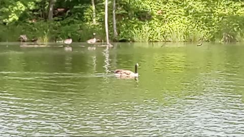 Lake Gram Jackson Tennessee Ducks 3