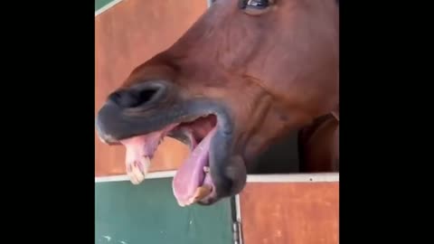 Funny and Cute Horses That Will Change Your Mood For Good