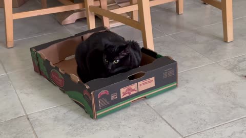 Adopting a Cat from a Shelter Vlog - Cute Precious Piper Uses Her Security Fort Box