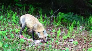 Fox eating roadkill