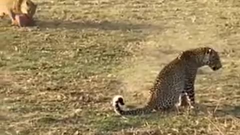 Food fight between tiger and hyena