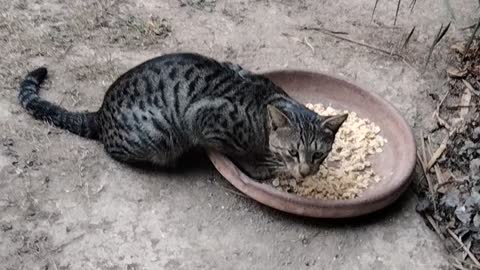 Hungry Cute Cat By Kingdom of Awais
