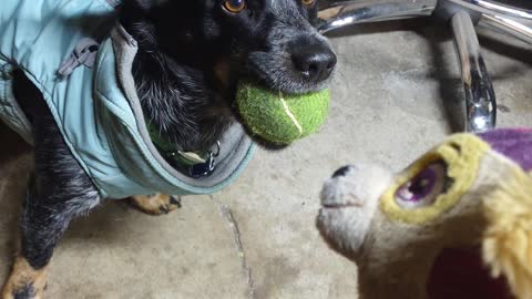 Pandama playing with a stuffed animal dog and tennis ball