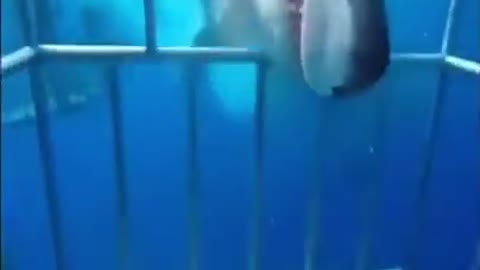 It was at this point the shark realized it had effed up🤣