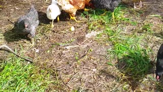 Chickens Love Their Veggies 6-24