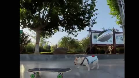Amazing Skateboarding Dog.