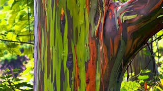 Did You Know? Rainbow eucalyptus groves, Mindanao, Philippines || FACTS || TRIVIA