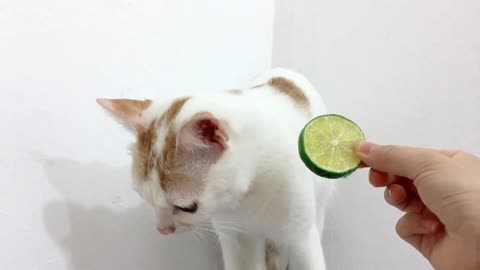 My Cats vs Lemon