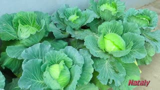 Growing Cabbage In The Garden