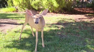 Deer stairing me